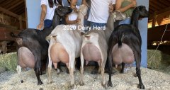 2020 dairy herd_555.jpg